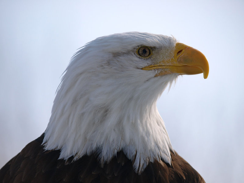 OWLS, HAWK, EAGLES,