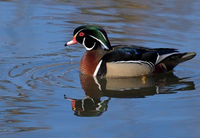 WOOD DUCK
