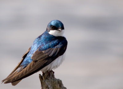 TREE SWALLOW