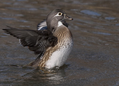 WOOD DUCKS