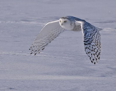 _1231739 copy.jpg