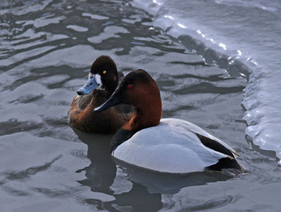Lesser Scaup and  Canvasback Ducks