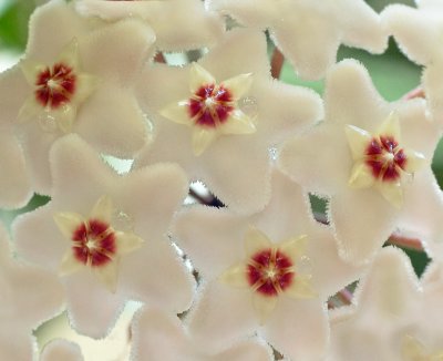 Hoya Flower Cluster