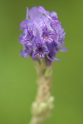 DSC00076C.jpg