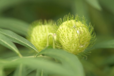 Hong Kong Park, April 2009