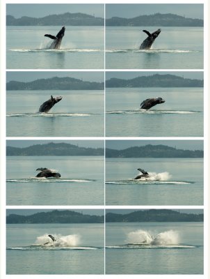 Whale.jpg