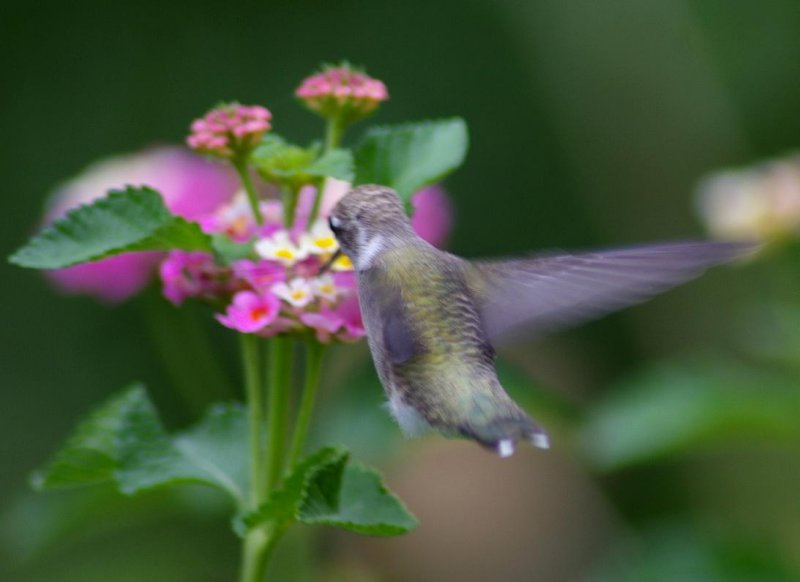 hummingbird.JPG
