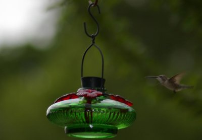 hummingbird18.JPG