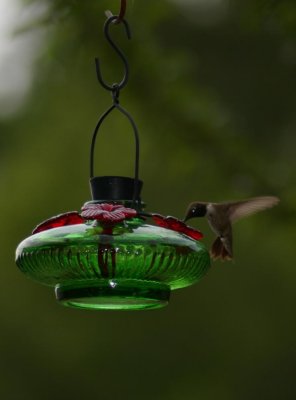 hummingbird20.JPG