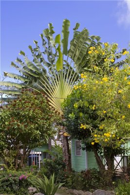 Huge fan palm tree