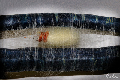 Silkworm Sculpture 04.jpg
