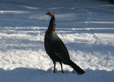 Turkey Invasion