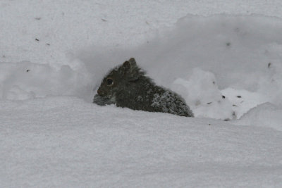 Little Squirrel, Big Snow