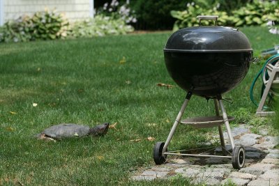 Checking out the grill