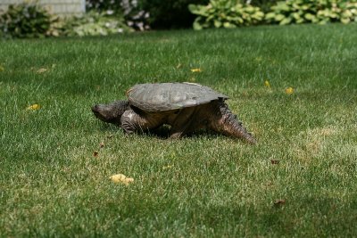 Snapping Turtle