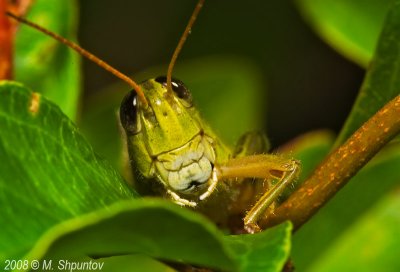 Pick-a-Boo (Two-striped Grasshopper)