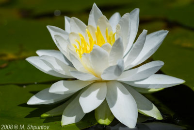 Water Lily