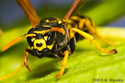 Amazing Insects -Super  Macro Shots