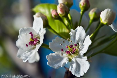 Toronto Botanical Gardens