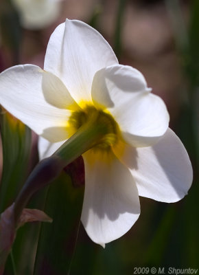 Narcissus Geranium. Toronto Botanical Gardens