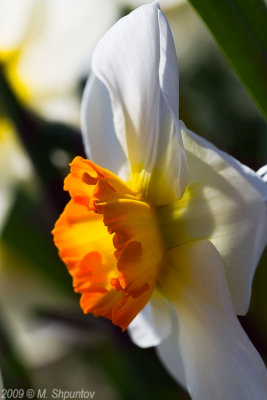 Narcissus 'Geranium'. Toronto Botanical Gardens