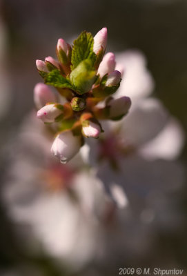 Toronto Botanical Gardens