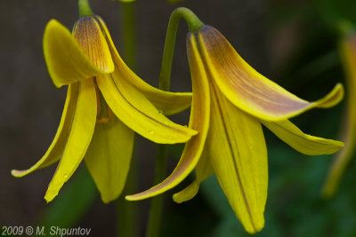 Toronto Botanical Gardens