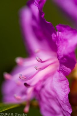 Toronto Botanical Gardens