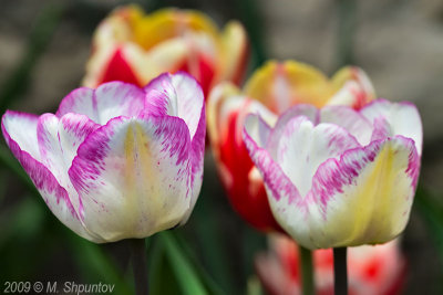 Tulips. Toronto Botanical Gardens
