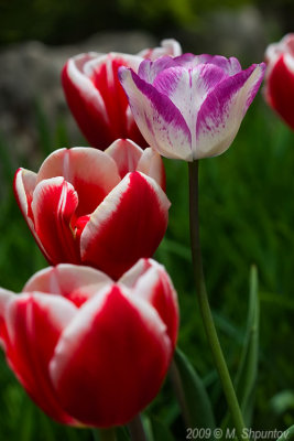 Toronto Botanical Gardens