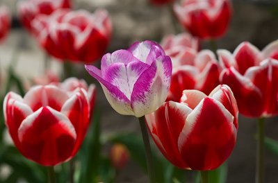 Toronto Botanical Gardens