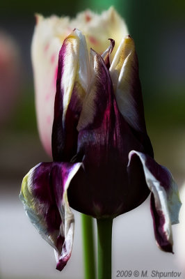 Graceful Death - Tulip.