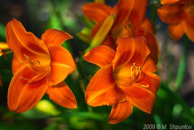 Day Lilies