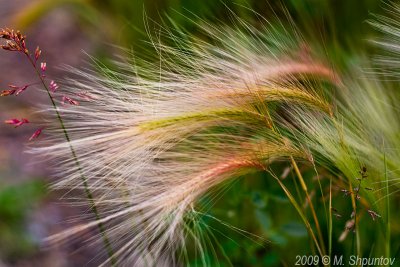 Grass on  a Wind