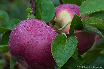 Fresh Apples In Rain