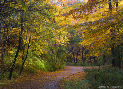 Fall Colors