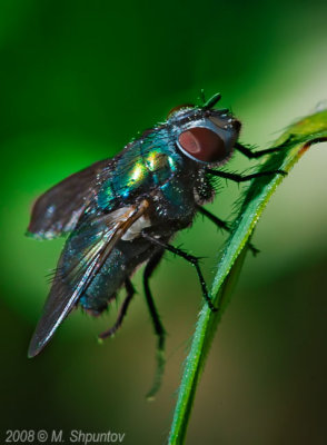 Another Guy Shot a Fly