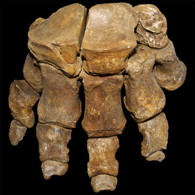 Grevena elephant