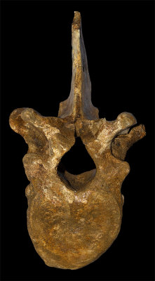 Grevena elephant