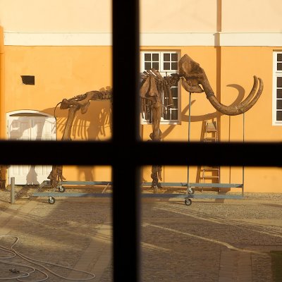 A replica of the Kikinda Mammoth