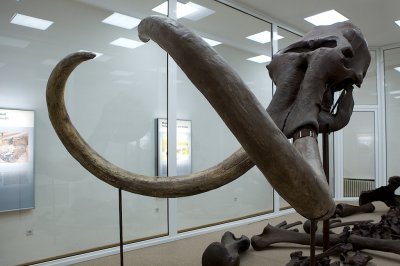 The Kikinda Mammoth Kika
