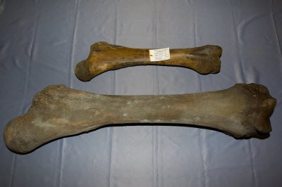 Onder het dijbeen van de stier, boven het dijbeen van een koe (wolharige mammoet)