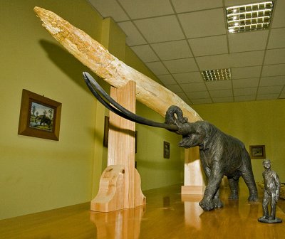 The Mastodon-model to scale with human being and the real teeth.