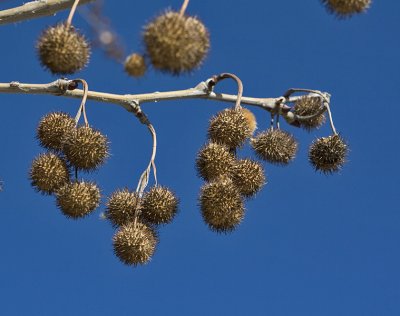 IMG_8486.jpg