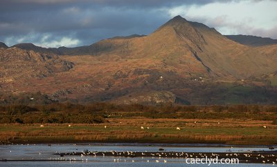 Cnicht from the Cob