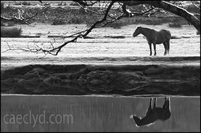 Horse at Maentwrog
