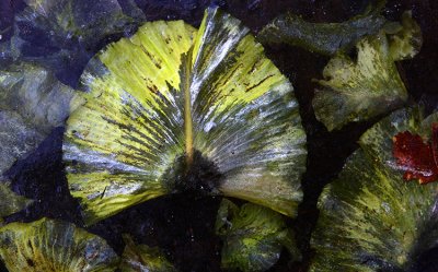Lily leaves in ice