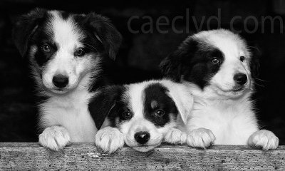 Sheep dog puppies.