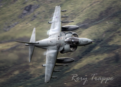 Harrier on Cad West