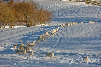 Follow the leader